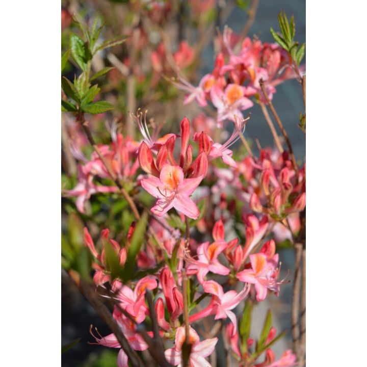 Puistoatsalea Rhododendron Tarleena