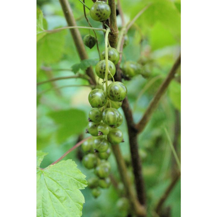 Viherherukka Ribes Nigrum Venny