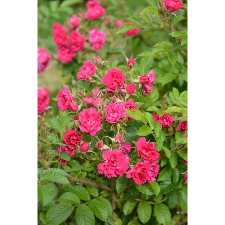 Neilikkaruusu Rosa Grootendorst