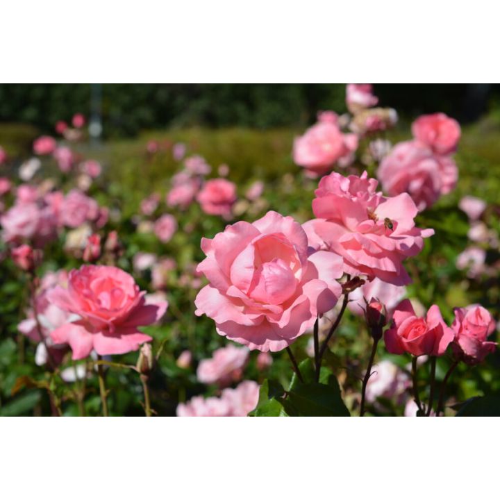 Ruusu Rosa Queen Elisabeth