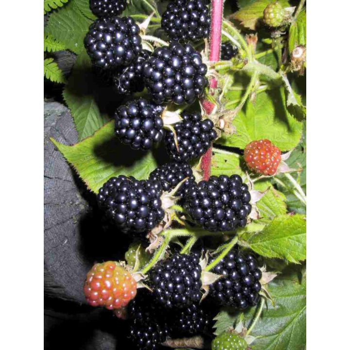 Karhunvatukka Rubus Allegheniensis