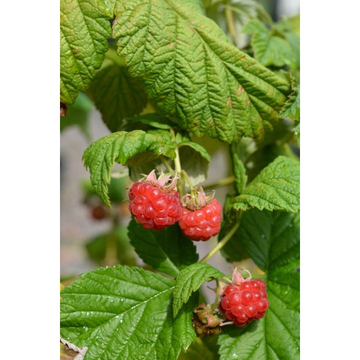 Vadelma Rubus Idaeus Jatsi