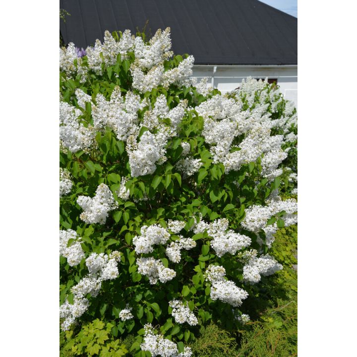 Pihasyreeni Syringa Vulgaris Alba