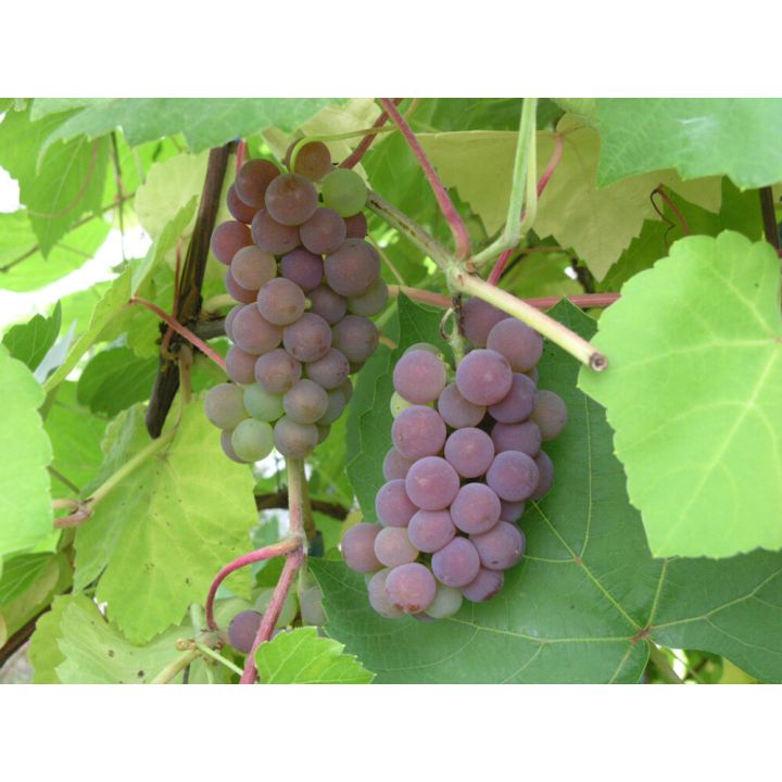 Viiniköynnös Vitis Hybr Fabel