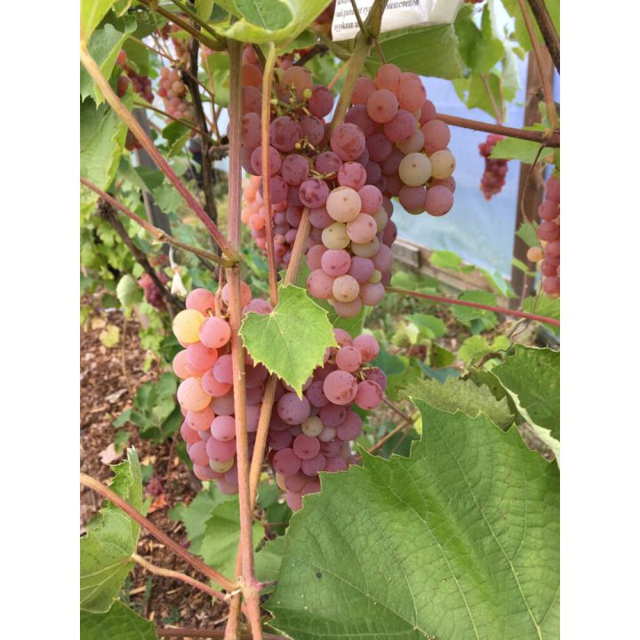 Viiniköynnös Vitis hybridum Somerset Seedless