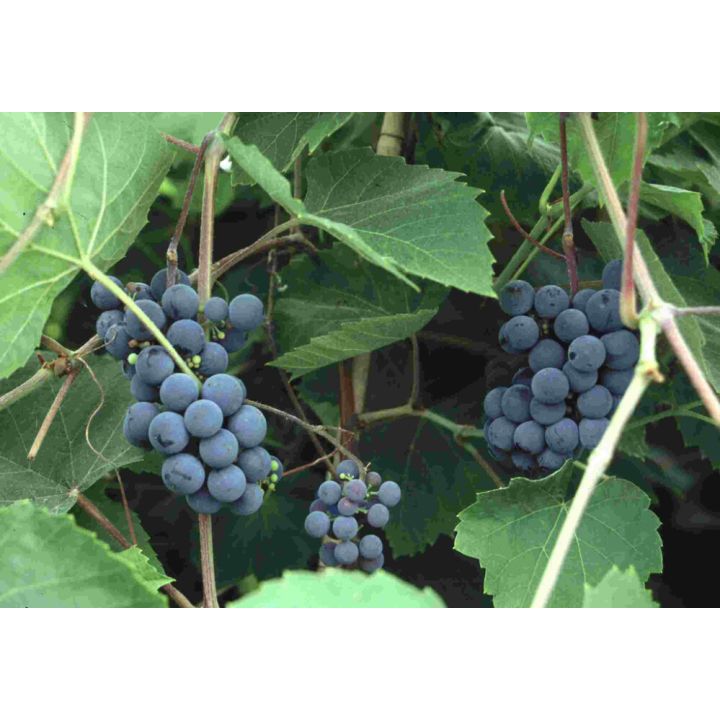 Tarhajukkaviini Vitis Zilga