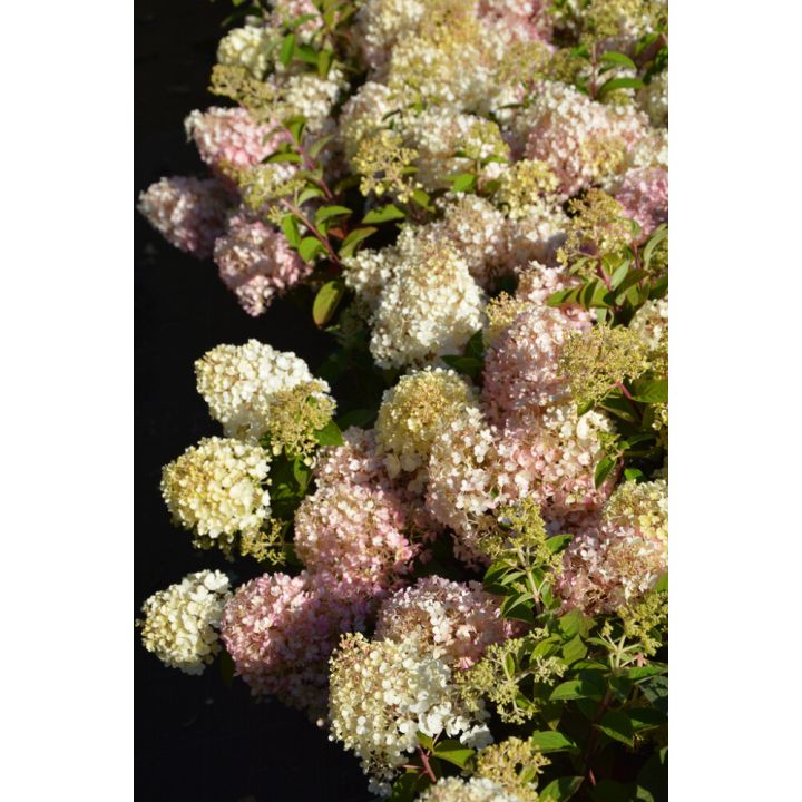 Syyshortensia Hydrangea Paniculata Bobo