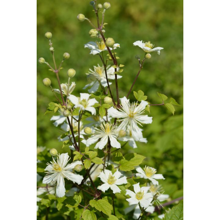 Lumikärhö Clematis Fargesioides Summer Snow
