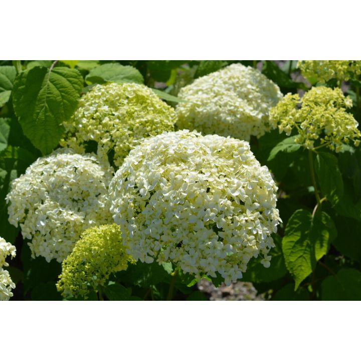 Pallohortensia Hydrangea Arborescens Sweet Annabelle