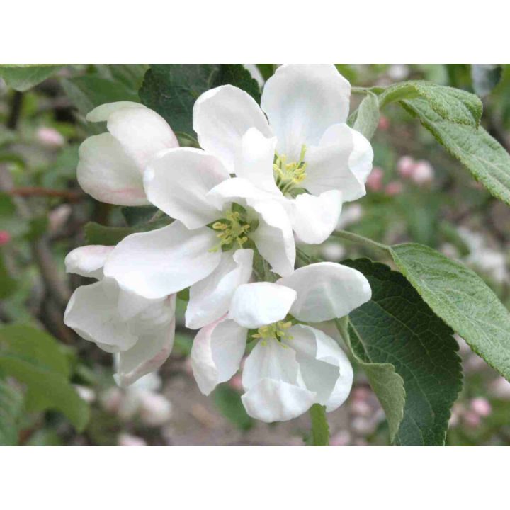 Paratiisiomenapu Malus Erstaa