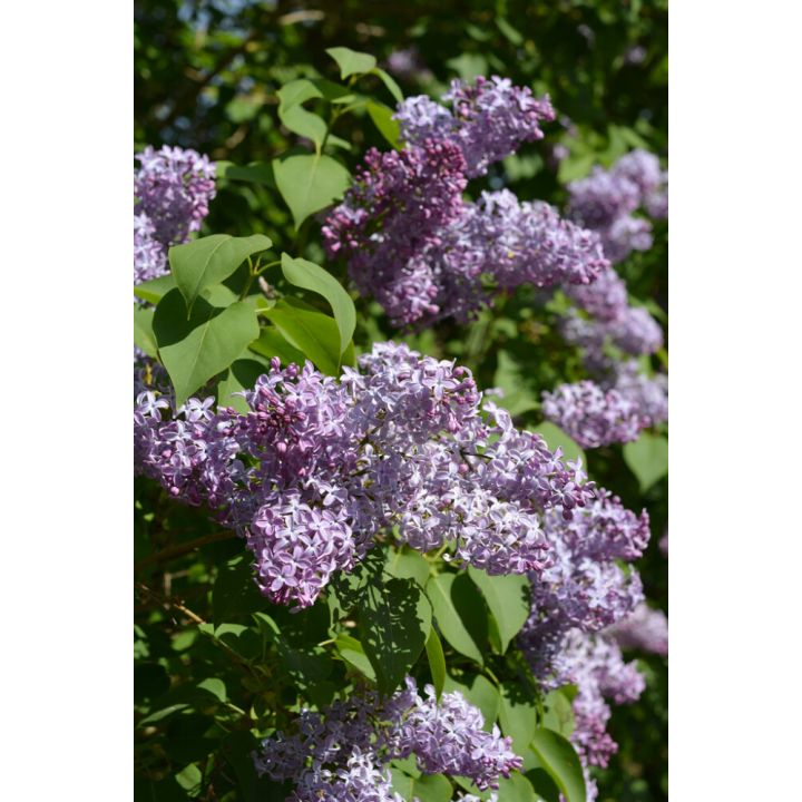 Syreeni Syringa Vulgaris rungollinen