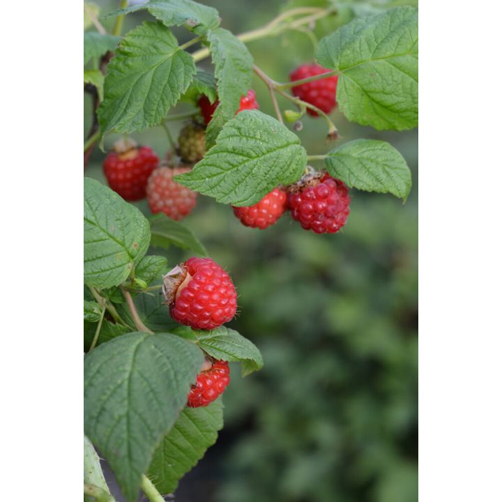 Vadelma Rubus Idaeus Ottawa
