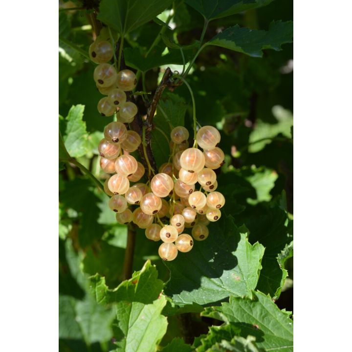 Valkoherukka Ribes Rubrum Lepaan Valkea