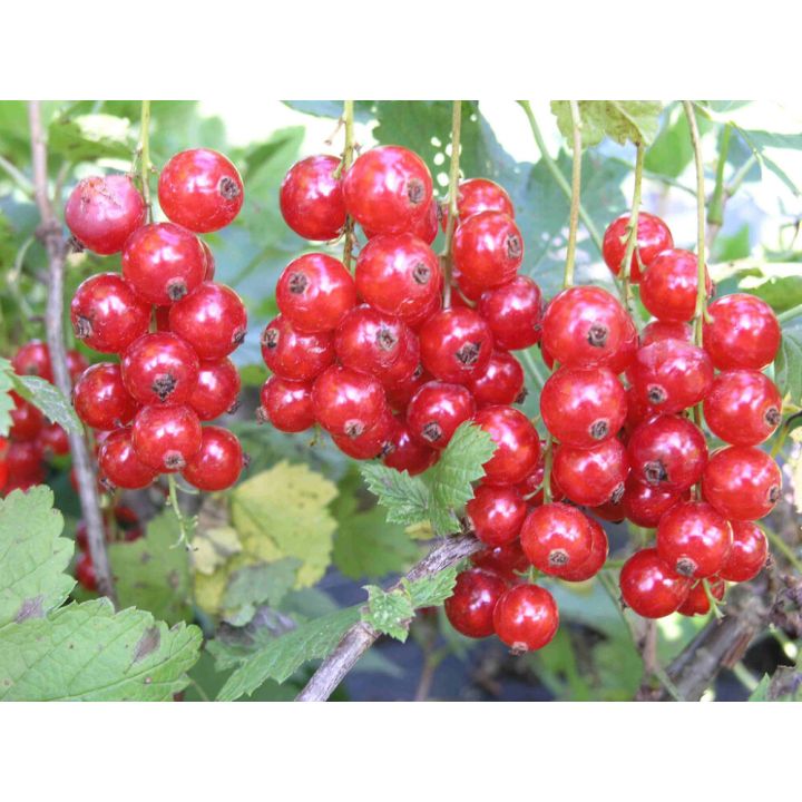 Punaherukka Jonkheer Van Tets Ribes Rubrum