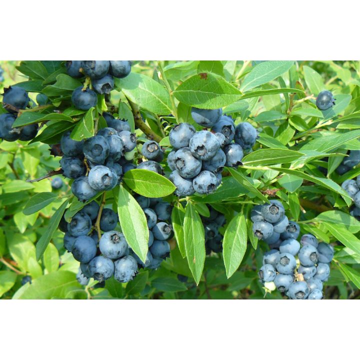 Tarhapensasmustikka Vaccinium Angustifolium Saani