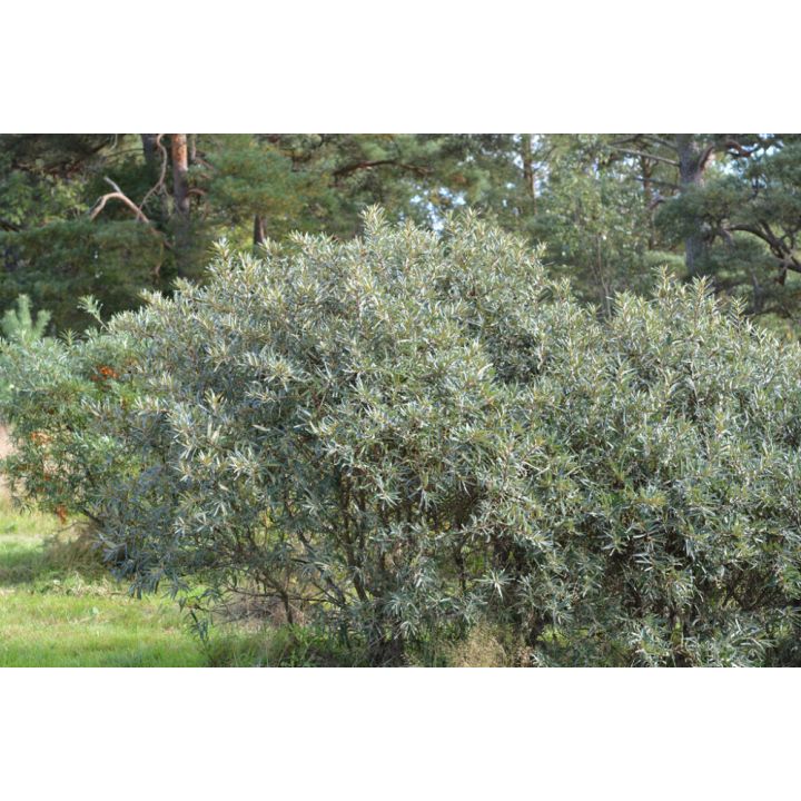 Tyrni Hippophae rhamnoides Tarmo