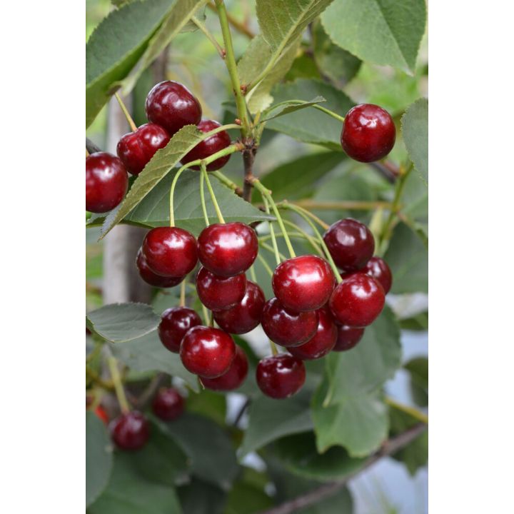 Kirsikka Prunus Cerasus Varjomorelli