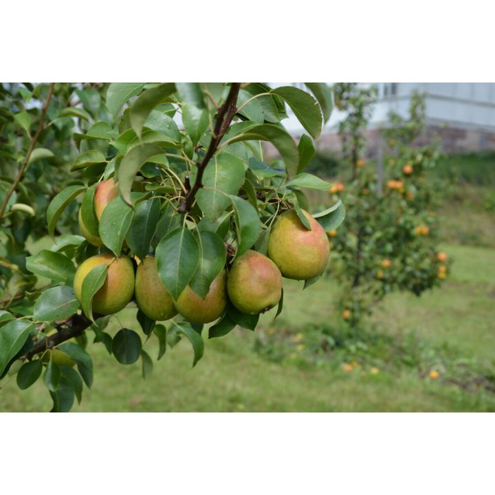 Päärynä Pyrus Communis Tsizovskaja