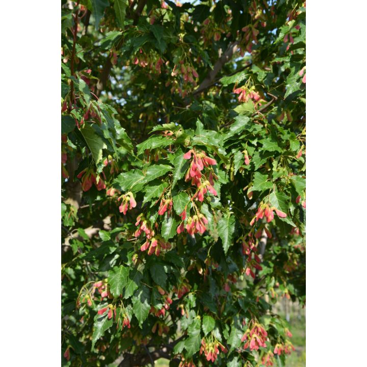 Mongolianvaahtera Acer Tataricum rungollinen