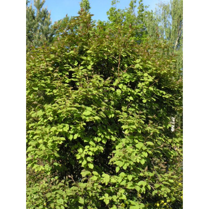 Kiinanlaikkuköynnös Actinidia Kolomikta Annikki