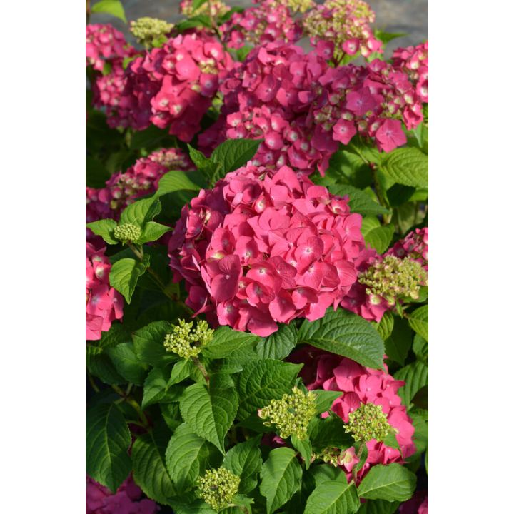 Jalohortensia Hydrangea Macrophylla Summer Love
