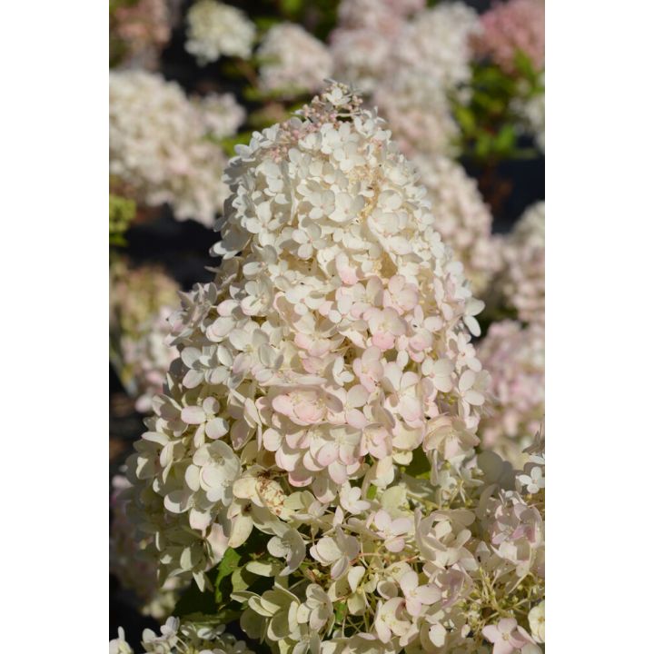 Syyshortensia Hydrangea Paniculata