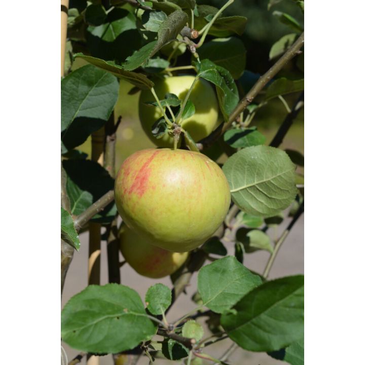 Omena Malus Domestica Antonovka