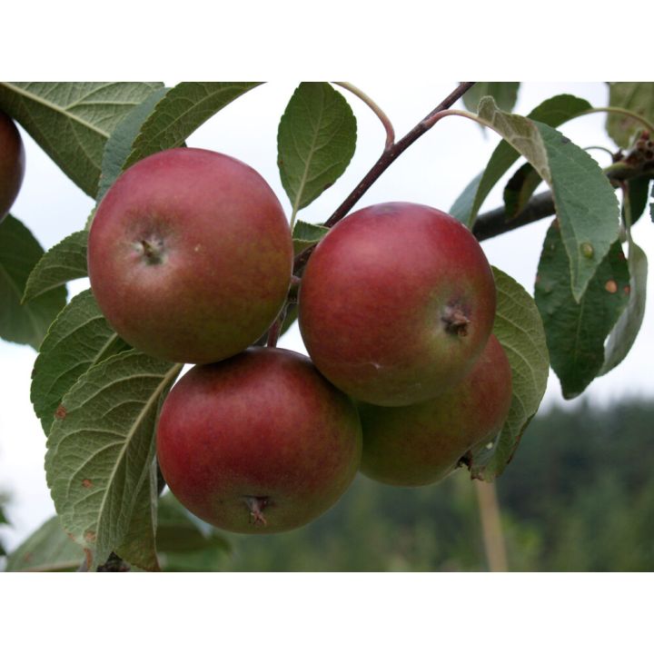 Omena Malus Domestica Petteri