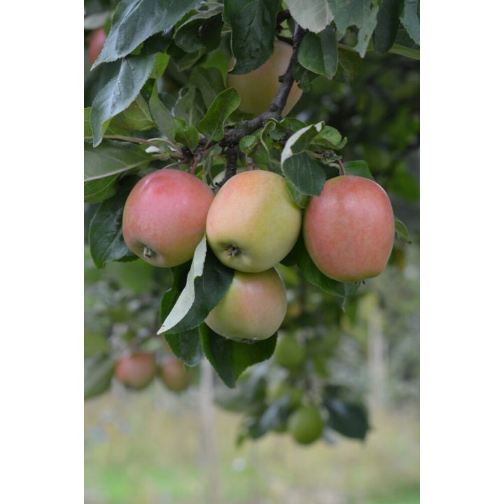 Omena Malus Domestica Akerö