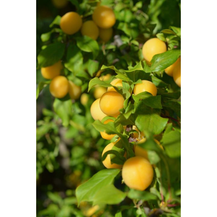 Kirsikkaluumu Prunus Cerasifera Podarok