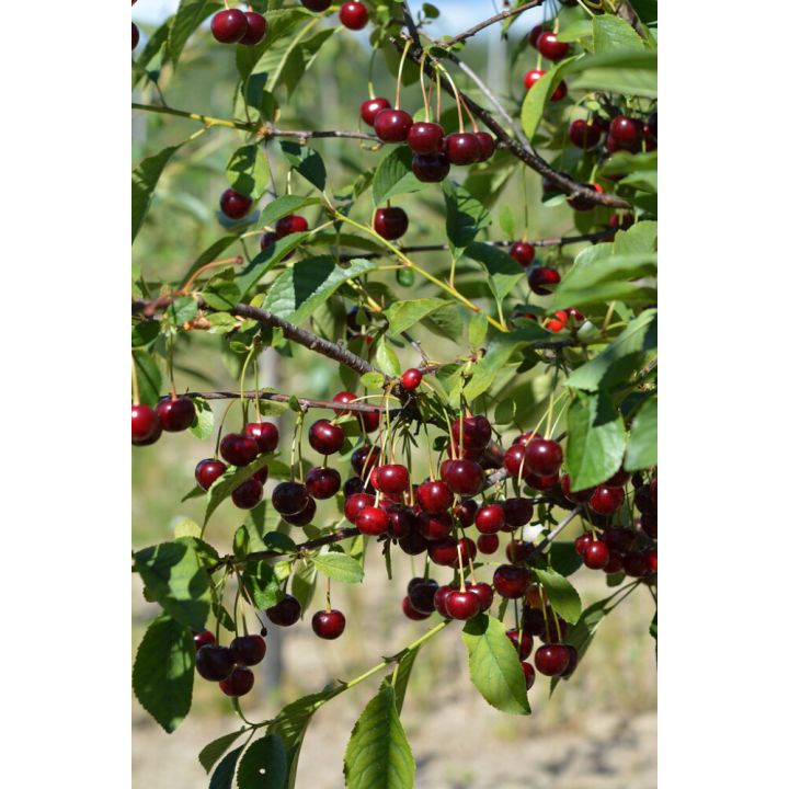 Suklaakirsikka Prunus Cerasus Chokoladnaja 