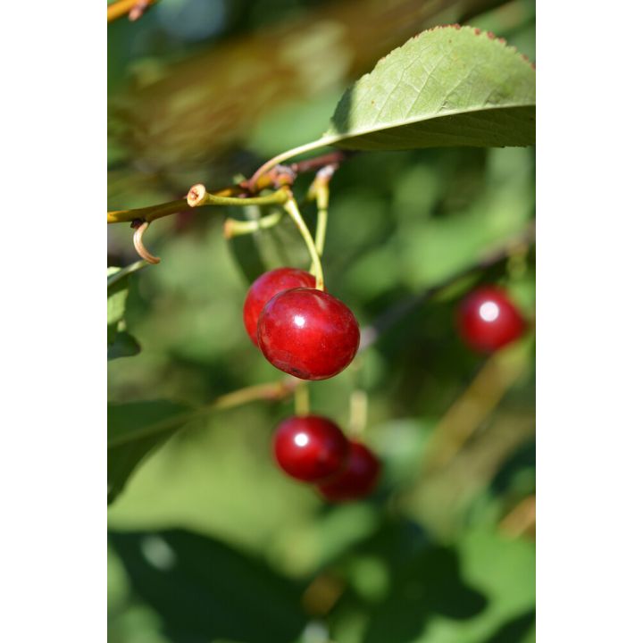 Kirsikka Prunus Cerasus Huvimajan Kuulasmarja