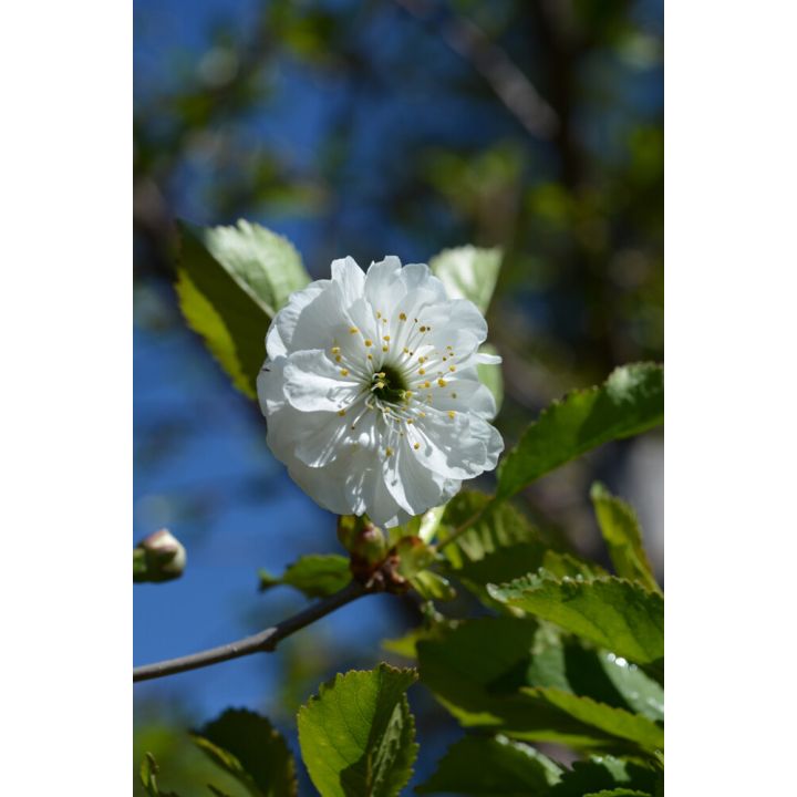 Kirsikka Schalinin Prunus Cerasus