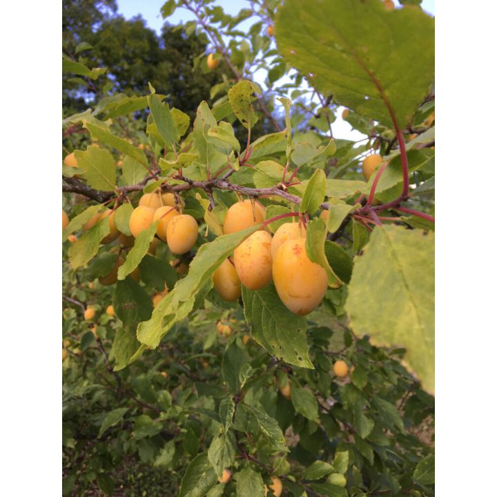 Laatokan keltaluumu Prunus Domestica Onega