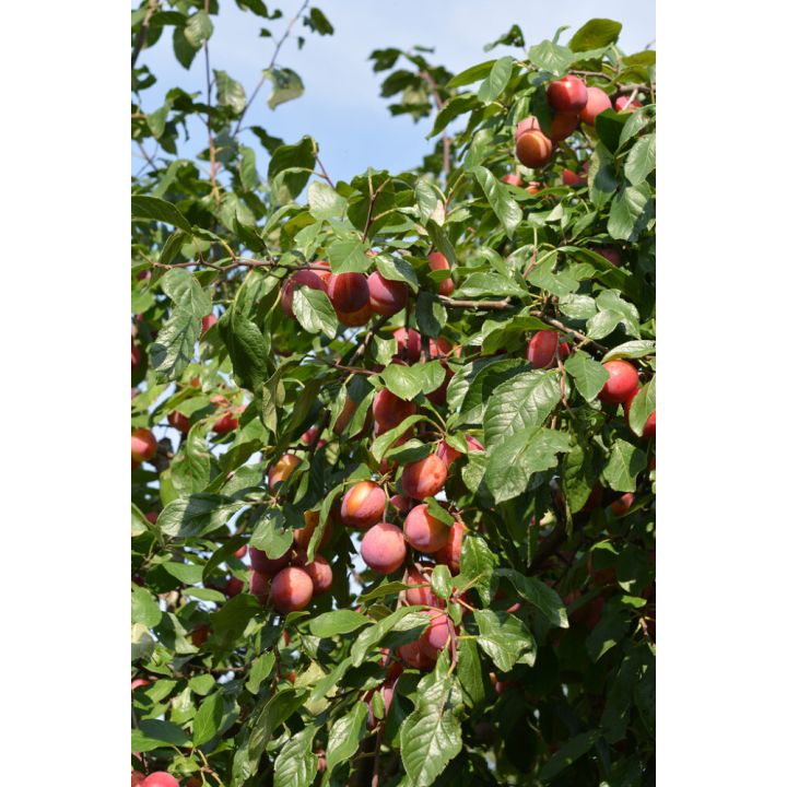 Luumu Prunus Domestica Victoria