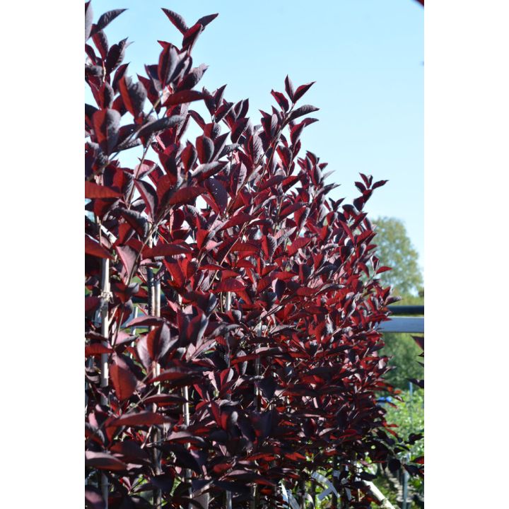 Rusotuomi Prunus Virginiana Schubert