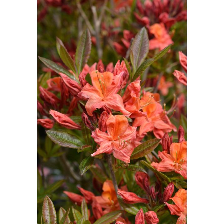 Gentinatsalea Rhododendron Aamurusko