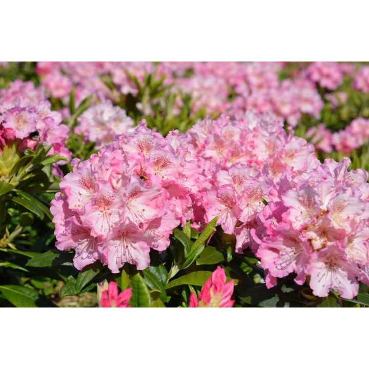 Alppiruusu Rhododendron Marketta