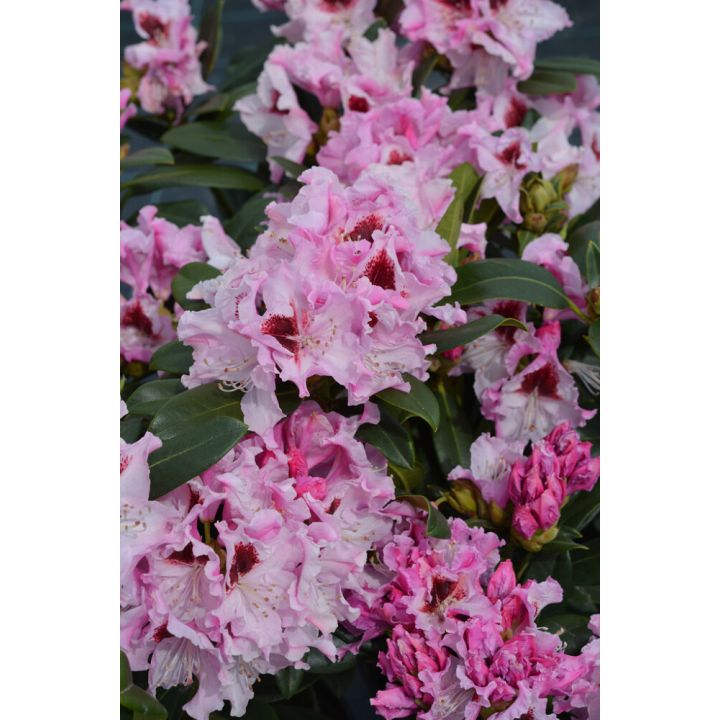 Alppiruusu Rhododendron Royal Butterfly