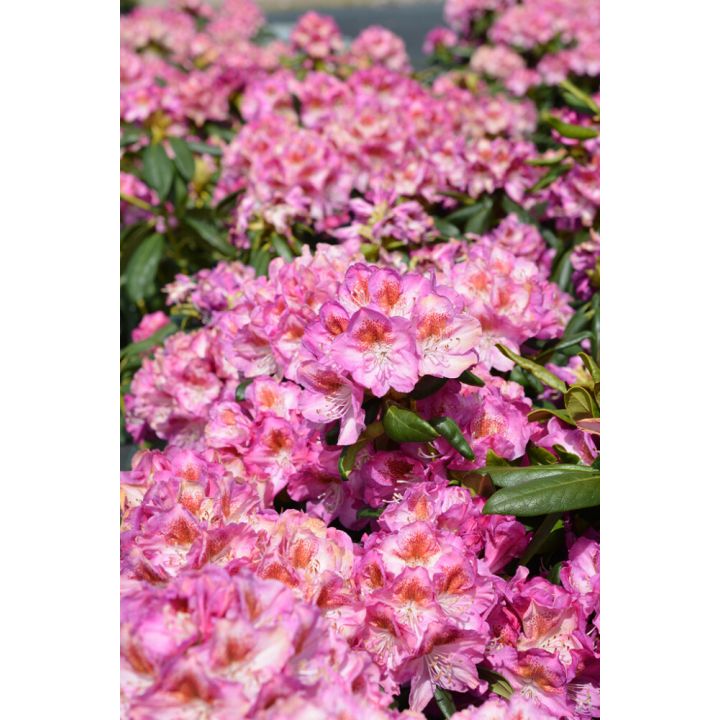Alppiruusu Rhododendron Royal Violet