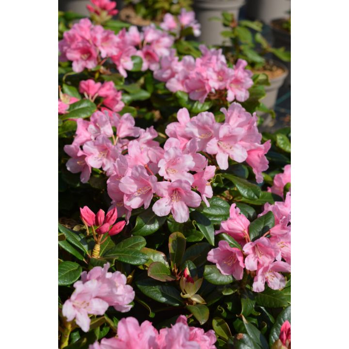 Alppiruusu Rhododendron Venla