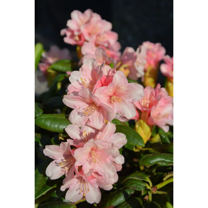 Alppiruusu Rhododendron Vieno