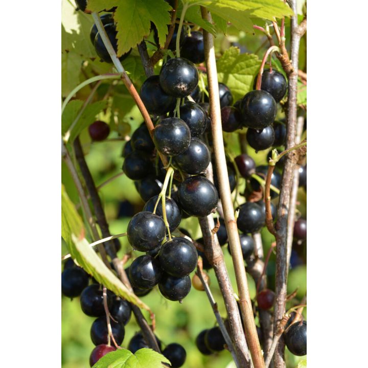 Mustaherukka Ribes Nigrum Pohjan Jätti