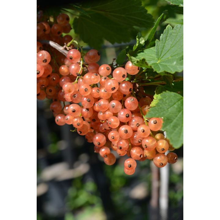 Vaaleanpunainen herukka Ribes Rubrum Aili