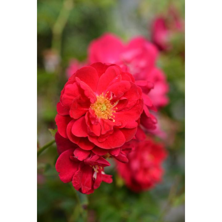 Köynnösruusu Rosa Henry Kelsey