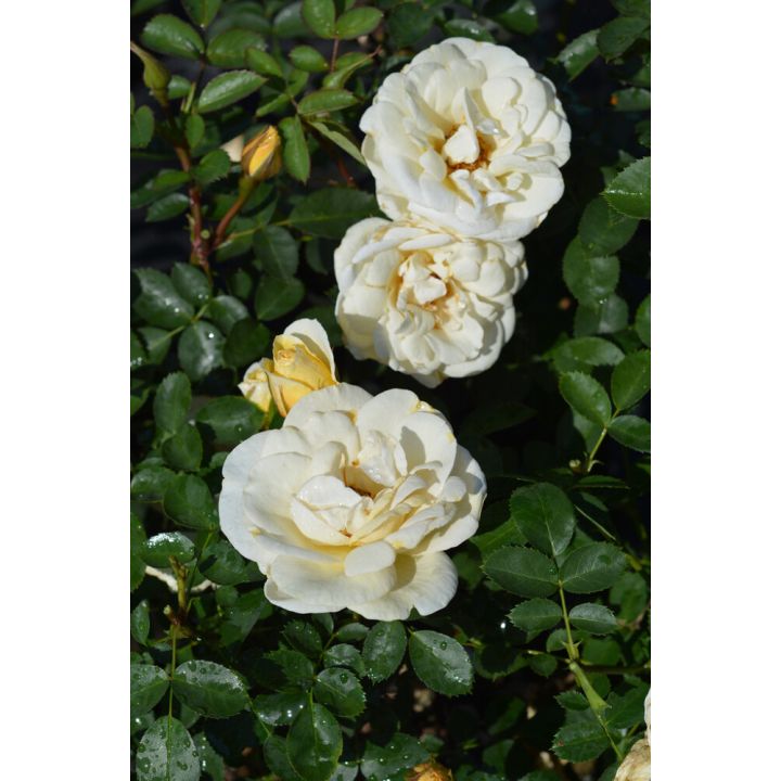 Puistoruusu Rosa J.P. Connell