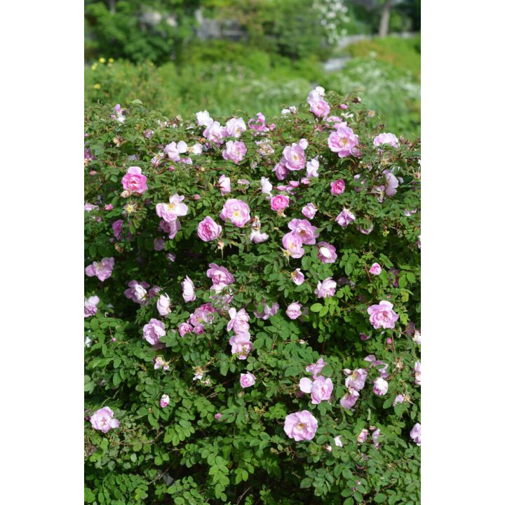 Suviruusu Rosa Pimpinellifolia Poppius