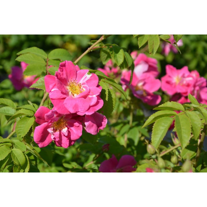 Ruusu Rosa William Baffin