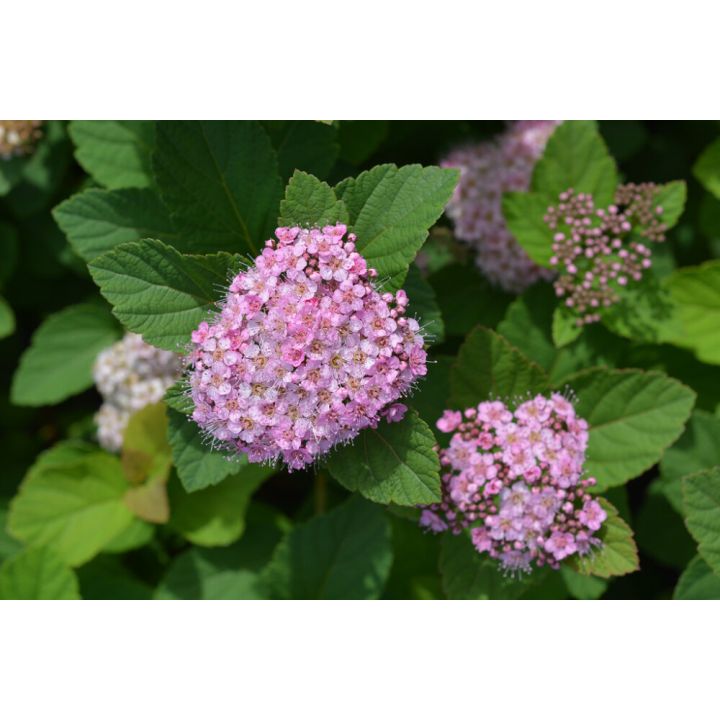 Rinneangervo Spiraea Densiflora