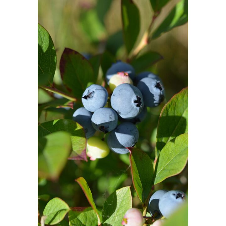 Tarhapensasmustikka Vaccinium Angustifolium Arto